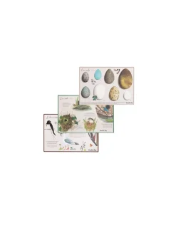 Enfant Moulin Roty Découverte des oiseaux Le Jardin du Moulin -